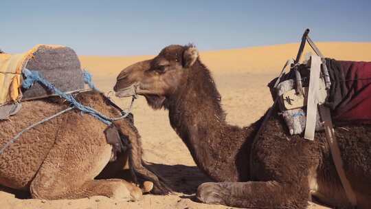 沙漠里的骆驼视频素材模板下载
