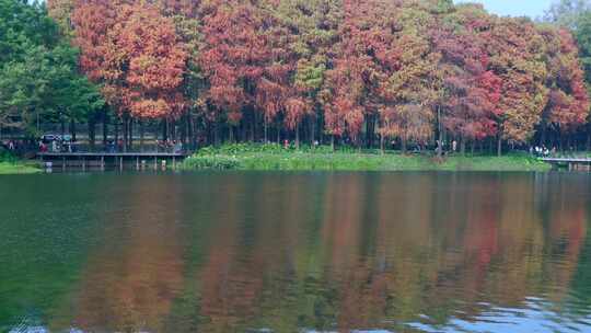 广州麓湖公园落羽杉山林湖景自然风光