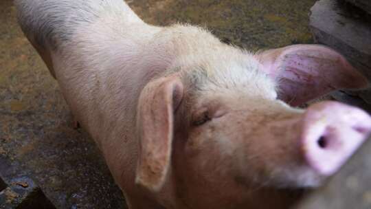 农村猪圈圈养两头乌猪视频素材模板下载
