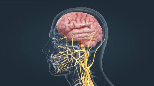 医学神经系统大脑小脑三维动画