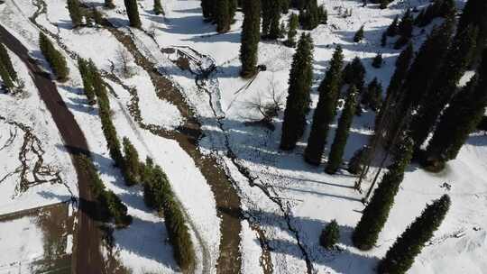 新疆伊犁库尔德宁大气壮观雪山公跑丛林景色