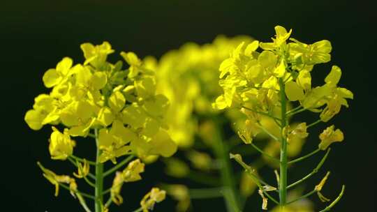 油菜花花海