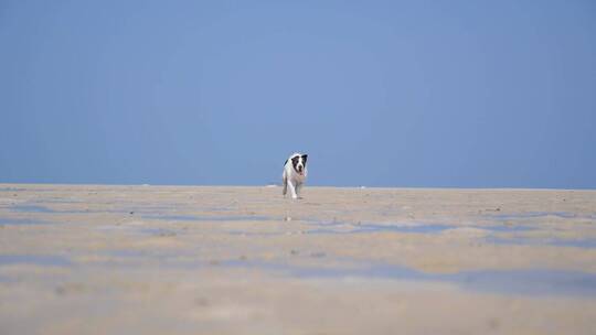 海滩上奔跑的狗视频素材模板下载