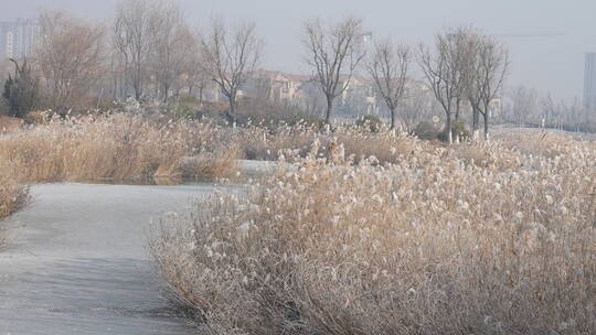 中国华北东北立冬冬至大寒树挂雾凇湿地雪景视频素材模板下载