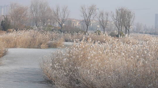 中国华北东北立冬冬至大寒树挂雾凇湿地雪景