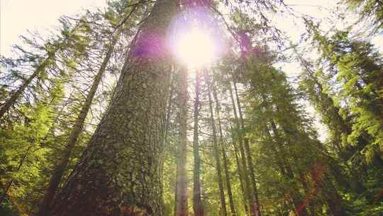 4K超清-仰拍松树林、阳光透过树梢视频素材模板下载