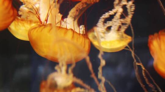 水母在海底游动视频素材模板下载
