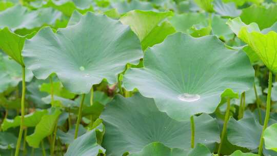 下雨天雨滴水珠从荷叶滑落慢镜头升格