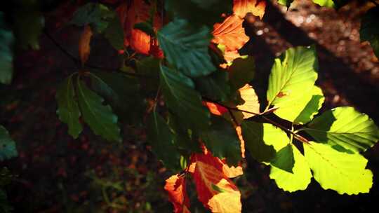 秋天夕阳西下阳光透过树林照在树叶上