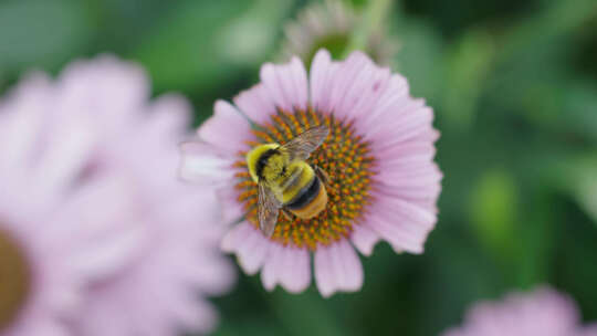 在花朵上采蜜的蜜蜂