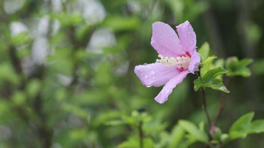 雨滴从绿色植物上落下唯美素材