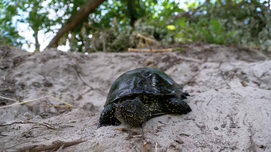 乌龟在沙滩上慢慢行走