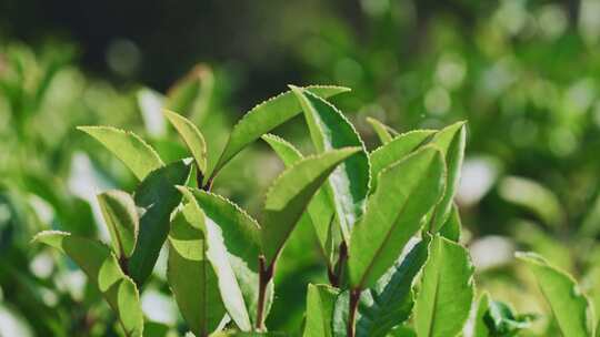 茶山茶园红茶绿茶茶叶种植视频素材模板下载