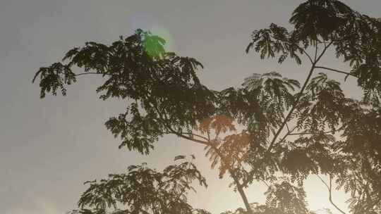 透过槐树叶的夕阳04