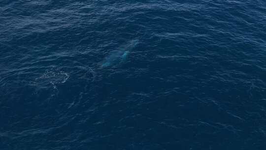 幼座头鲸浮出水面时，水喷向空中