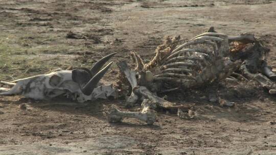 沙漠里一具死去动物的骨骼