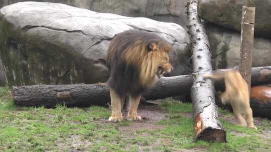 4K动物园里的狮虎山(片场）