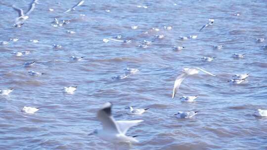 海面上海鸥飞翔与浮游画面