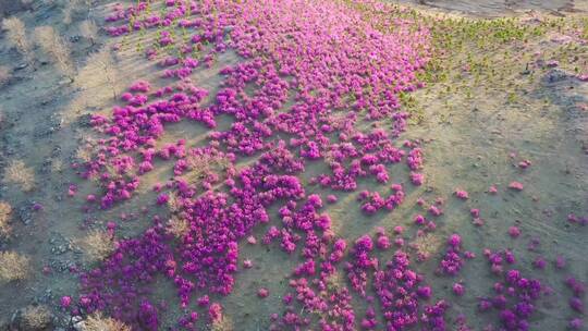 扎兰屯杜鹃花 4k高清视频