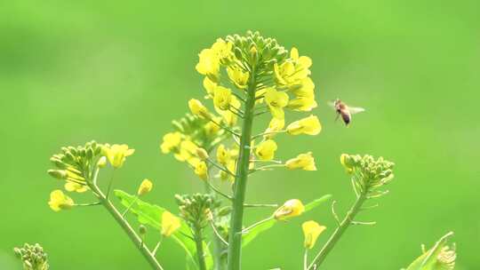 微风中油菜花盛开蜜蜂采蜜