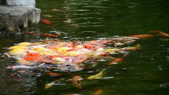 池塘 清澈 锦鲤 金鱼 游动 嬉戏