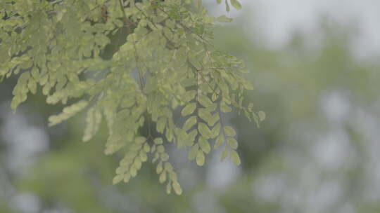 夏天阳光树叶