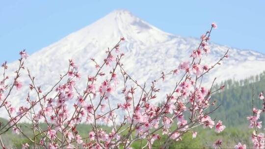 樱花和白雪覆盖的火山