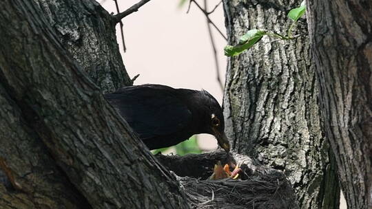 黑八哥喂食，4月13日拍摄，以蚯蚓哺育幼鸟视频素材模板下载
