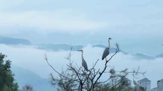 东湖候鸟 白鹭 苍鹭 云雾缭绕 湖堤