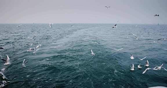 大海海面飞翔的海鸥