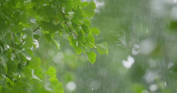 雨中唯美银杏叶