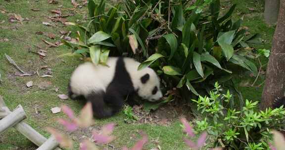 可爱的两只大熊猫幼崽在一起玩耍嬉戏打架