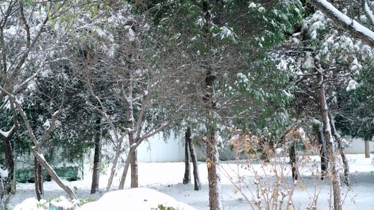 北京初冬树枝上落满积雪