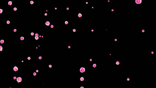 4K粉红花朵粒子飘扬通道视频-循环1