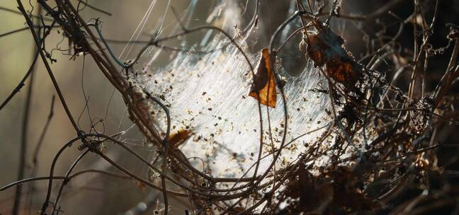 树枝上蜘蛛网缠绕的昆虫特写