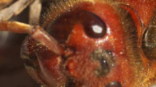 马蜂 蜜蜂吐毒液蜜蜂超微距大特写合集