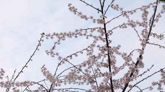 春天阳光下的樱花花朵