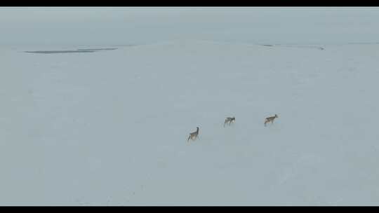 雪原上的黄羊蒙原羚