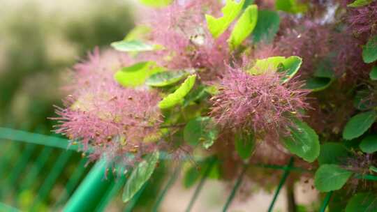 花草植物空镜素材——黄栌花