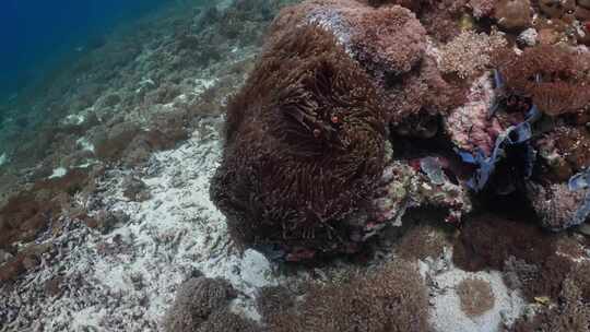 珊瑚，珊瑚礁，海洋生物，生物多样性