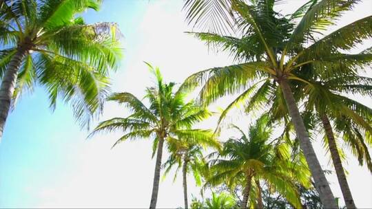 棕榈树背景低角度旋转相机慢动作视频素材模板下载