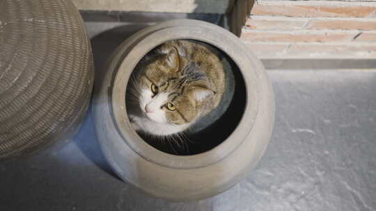 猫躲藏在缸子里张望好奇被吸引躲猫猫视频素材模板下载