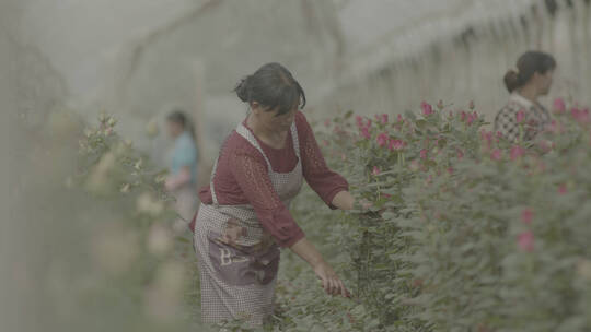 花卉种植基地里采摘鲜花的工人