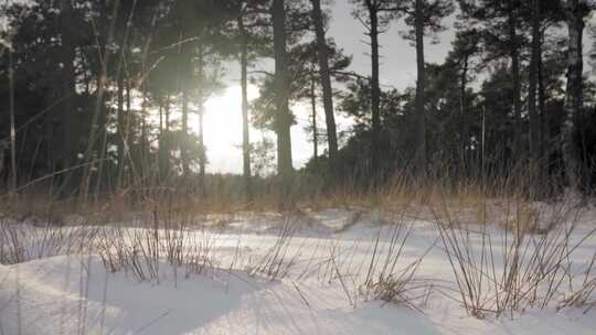 特写被大雪过后日落余晖的森林草地