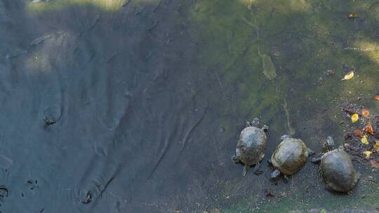 乌龟视频水池里觅食游动的乌龟鱼群
