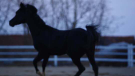 农业养殖马场奔跑的黑马