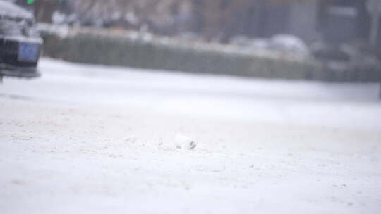 风景 冬季 冬天 雪景 下雪