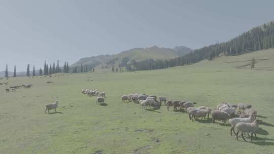 4K航拍大草原上的牛羊群