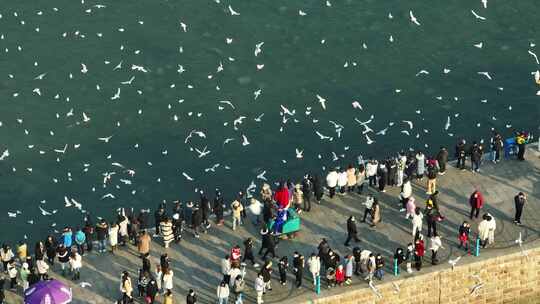 青岛栈桥海鸥航拍