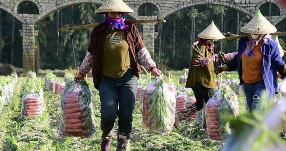 收获季节、田间劳动、妇女节、胡萝卜采收